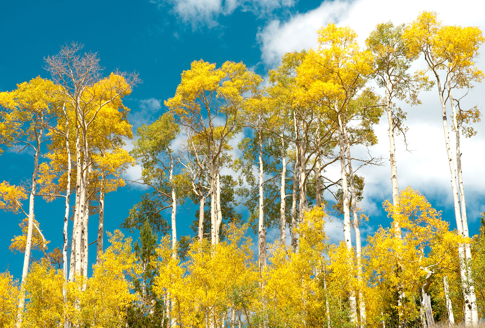 fall-aspens.jpg